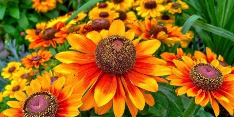 Gaylardia: jak dát závod a zvláštnosti roční péče